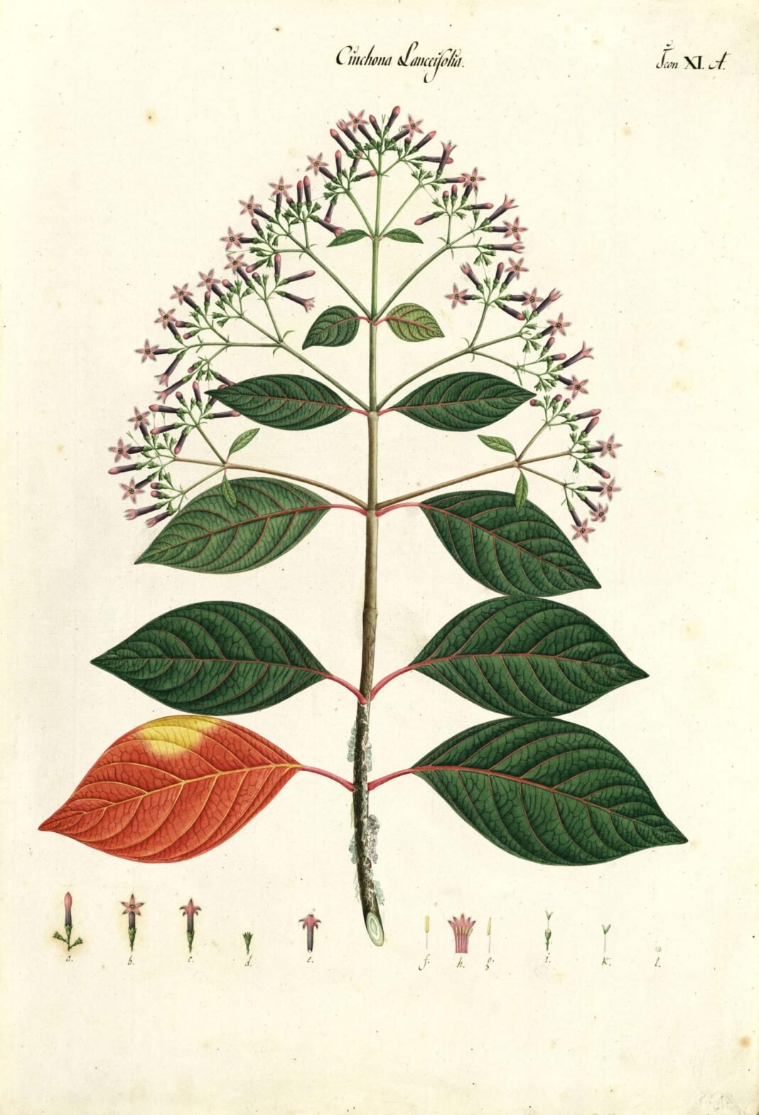 Dibujo de "Cinchona lanceifolia". Colección Mutis. © Archivo Real Jardín Botánico-CSIC.