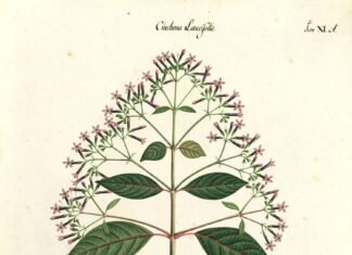 Dibujo de "Cinchona lanceifolia". Colección Mutis. © Archivo Real Jardín Botánico-CSIC.